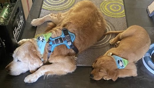 Luna als Welpe liegt neben einem älteren Golden Retriever. Die Posen stimmen überein. 