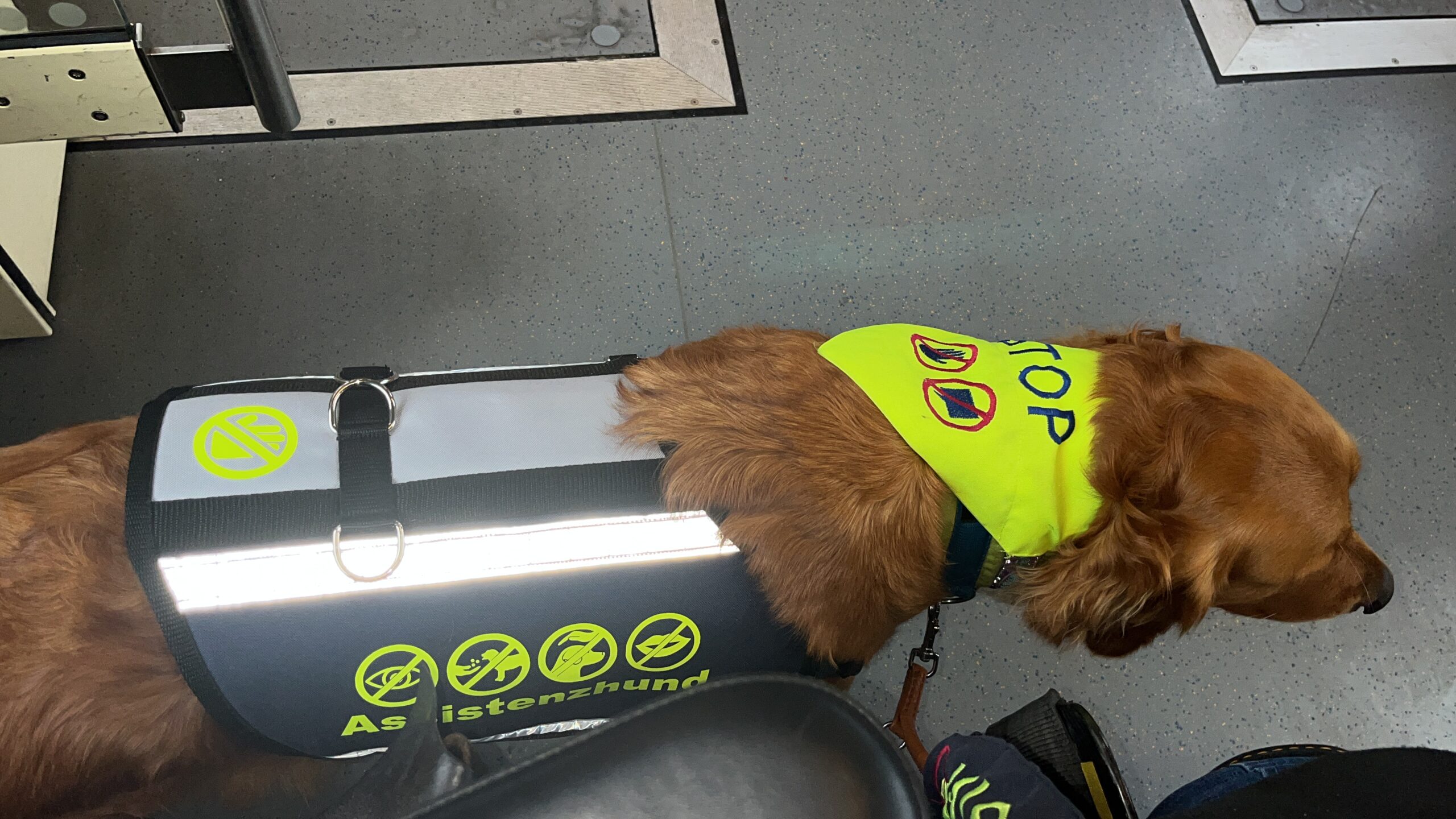 Luna mit Assistenzhunde-Kenndecke und Halstuch stehend. Am Bildrand ist noch die Armlehne eines Elektrorollstuhls zu sehen