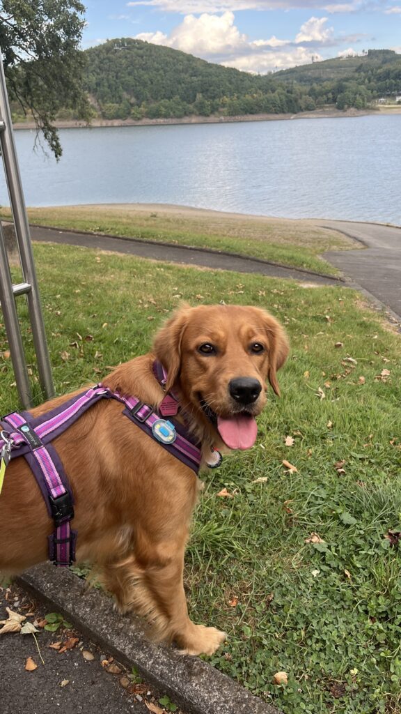 Der Kopf meiner Assistenzhündin Luna. Sie schaut lächelnd in die Kamera.