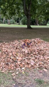 Luna liegt in einem Berg aus Herbstlauf. Man sieht nur noch den Kopf und einen Teil des Schwanzes. Lunas Fellfarbe ähnelt sehr dem Laub.