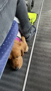 Luna liegt unter dem ICE-Sitz und schläft. Mein Fuß ist noch zu erkennen.