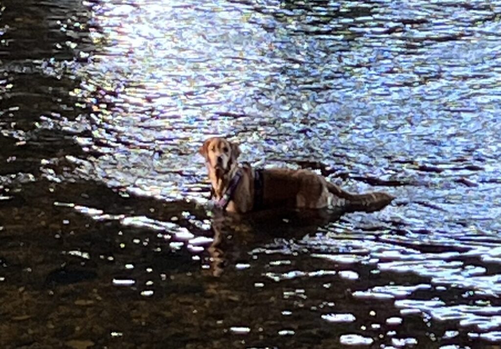 Der Goldene Wasserknöterich