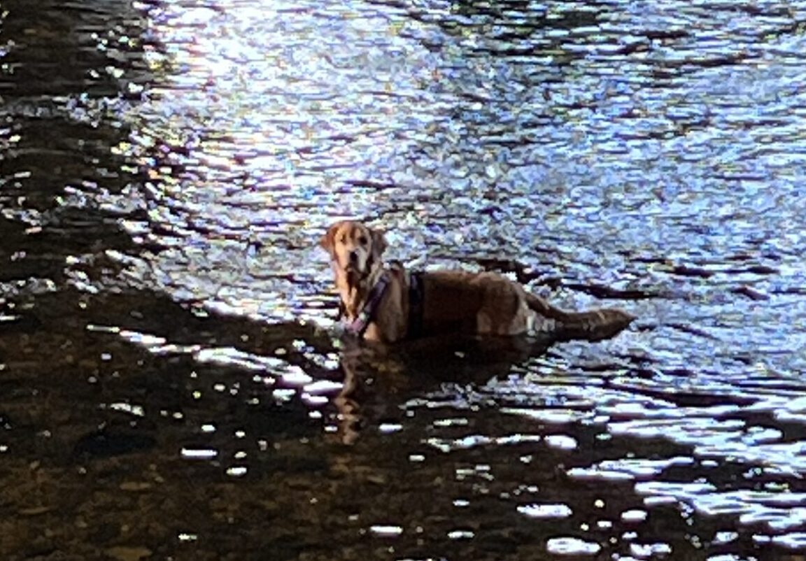 Luna steht in der Wertach (Fluß in Augsburg) und schaut in die Kamera