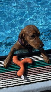 Luna ist im Wasser. Ihre Vorderpfoten liegen auf dem Beckenrand. Zwischen ihren Vorderpfoten liegt ihr Spielzeug, was sie gerade aus dem Wasser geholt hat und vor uns hingelegt hat. Sie wartet darauf, dass ihr Spielzeug wieder ins Wasser geworfen wird.