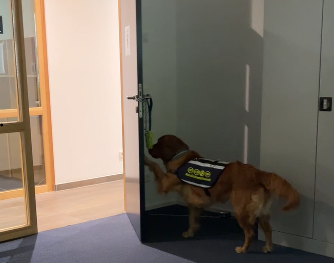 Luna schließt eine Büro-Tür mit ihrer Pfote