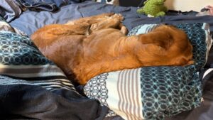 Luna schläft im Bett, mit dem Kopf auf das Kopfkissen gebettet, so wie es Menschen machen.