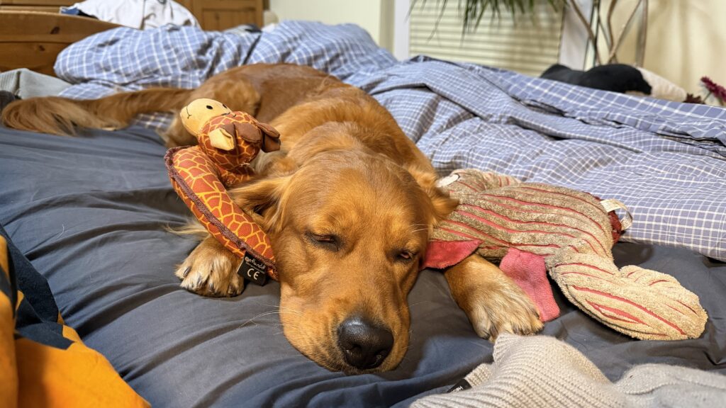 Schlafende Hunde soll man nicht wecken