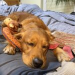 Luna schläft im Bett mit Spielzeug recht lund links neben ihren Pfoten