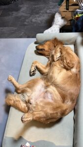 Luna schläft auf dem Rücken, alle vier Beine zeigen richtung Himmel