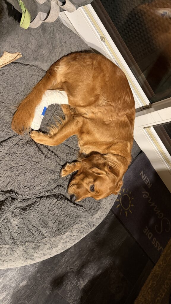 Lunas Fuß nach dem Tierarzt-Besuch. Während ich eher Material-sparend arbeite, verbindet die Tierärztin bis über den Knöchel.