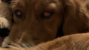 Luna ist müde, aber will sich zwangshaft wach halten. Man sieht ihr drittes Augenlid (Nickhaut).