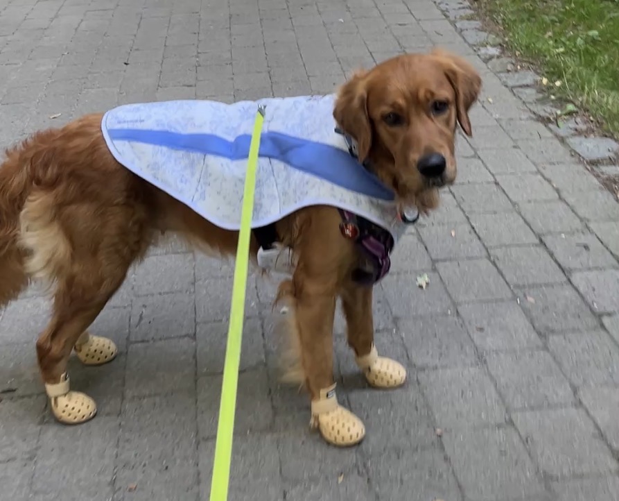 Luna im Sommer. Bei 35 Grad hat sie die Schutzschuhe zur Vermeidung von Verbrennung der Pfoten durch heißen Asphalt an. Zudem trägt sie eine Kühlweste.