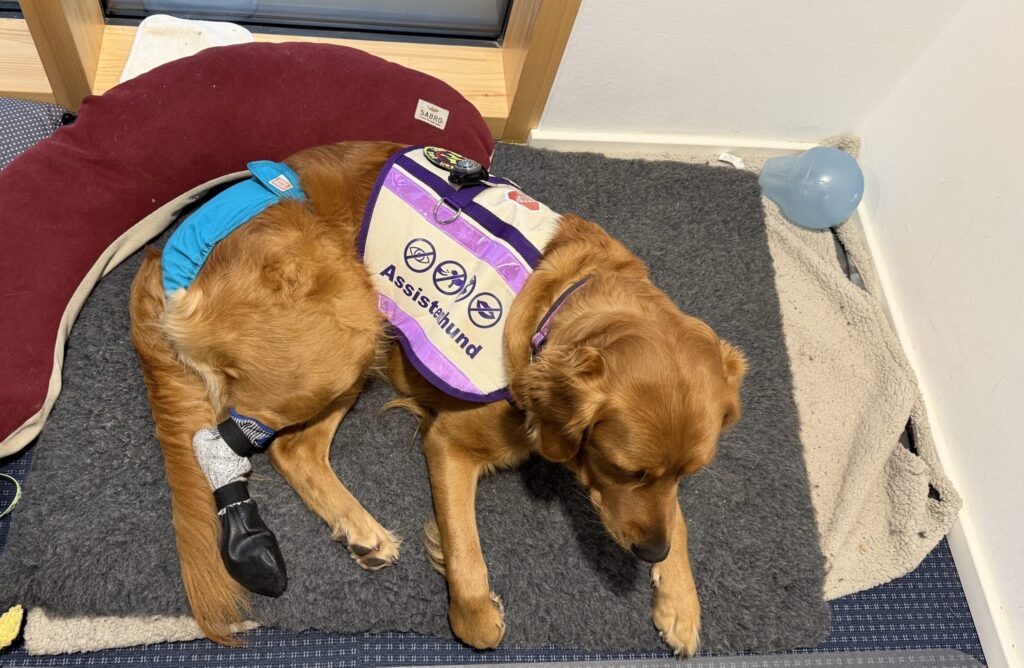 Luna liegt auf ihrer Bürodecke und hat ihre Kenndecke an, sowie ihren Schutzschuh wegen der Pfote und eine Schutzhose wegen der Läufigkeit