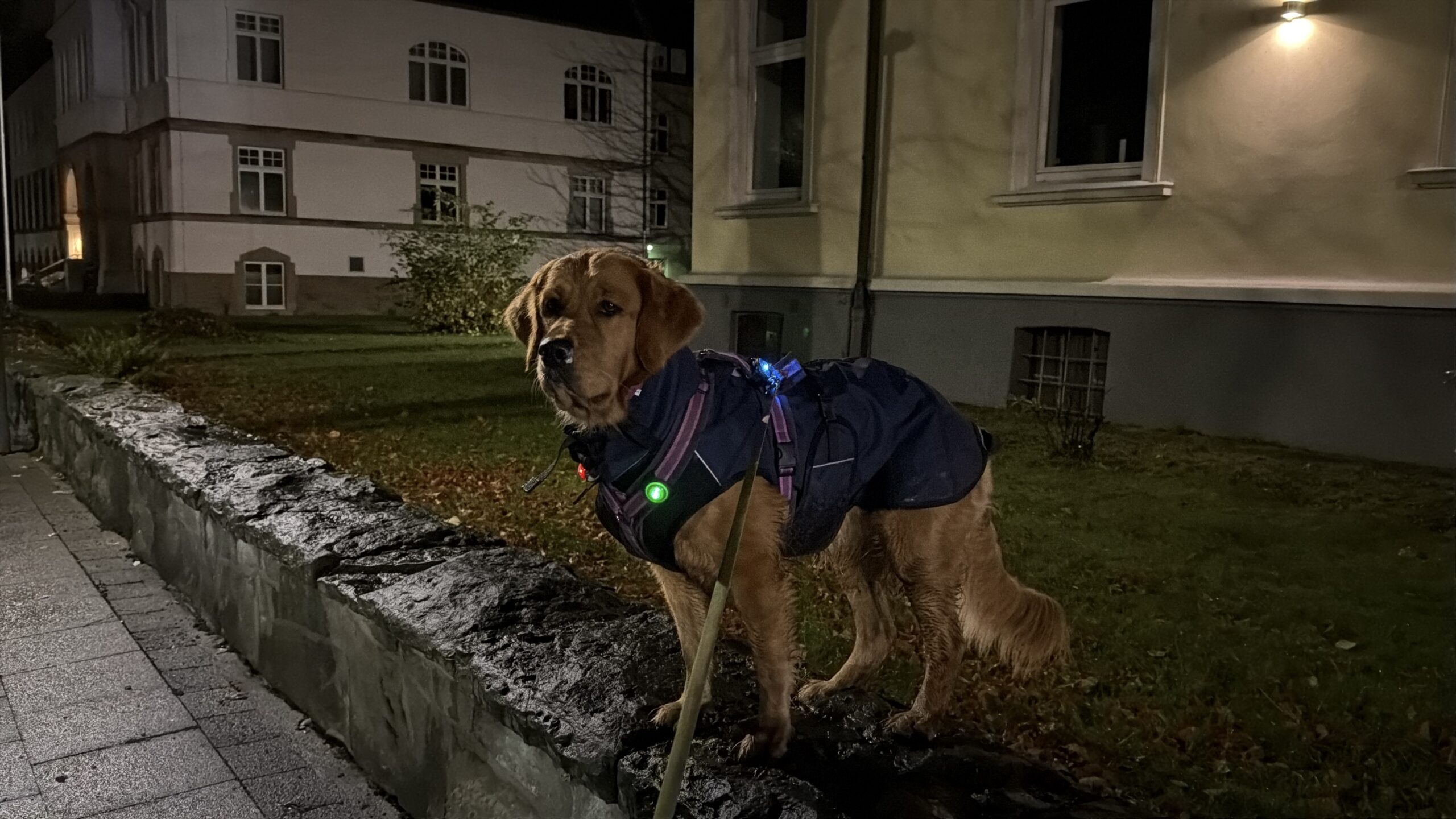 Luna steht auf der Mauer vorm Amtsgericht. Sie hat ein dunklesblaues Regencape an. Über dem Regenmantel trägt sie ein Geschirr an dem leuchtende Lichter in grün und blau zu sehen sind.