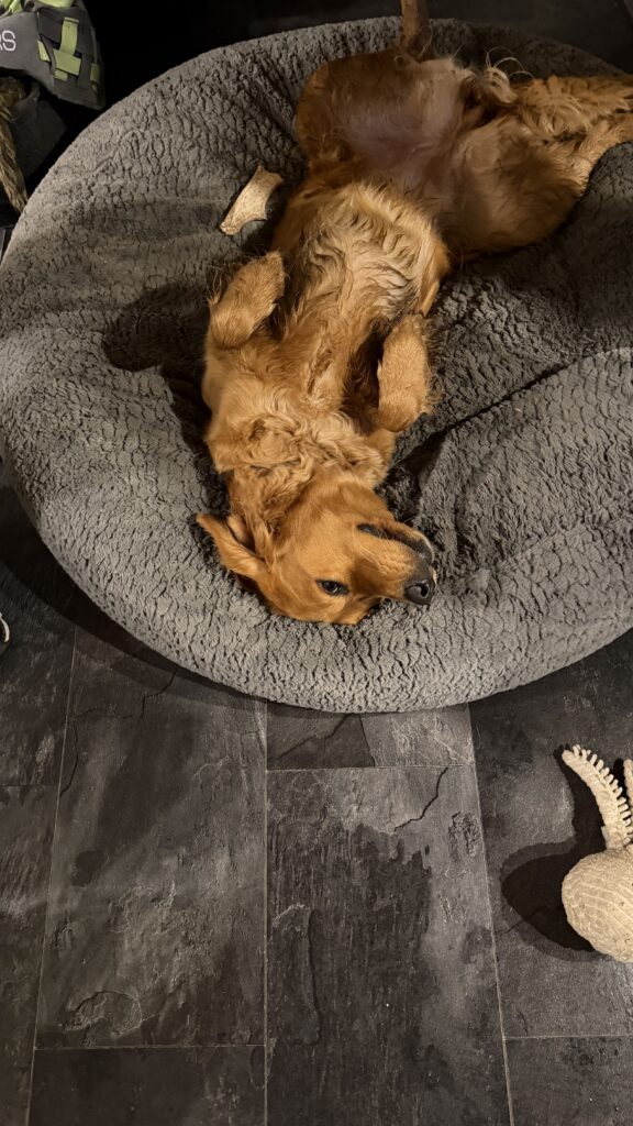 Luna liegt auf ihrer Flocke, auf dem Rücken.