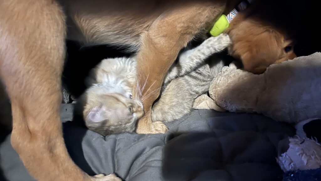 Harry und Luna im Spiel: Harry zwickt Luna in das Bein