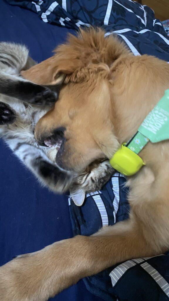 Luna und Harry im Spiel: Luna zwickt Harry in die Brust