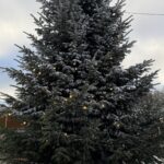 Eine Tanne im Kurpark von Bad Sassendorf. Als Weihnachtsbaum mit Lichtern geschmückt und mit Kunstschnee bestäubt.