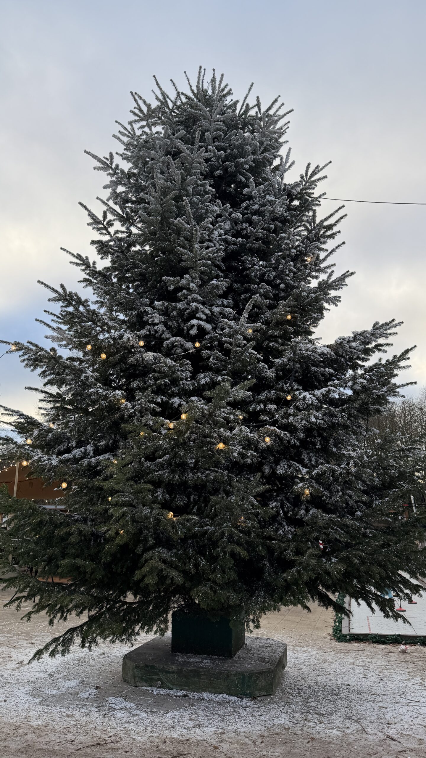 Eine Tanne im Kurpark von Bad Sassendorf. Als Weihnachtsbaum mit Lichtern geschmückt und mit Kunstschnee bestäubt.
