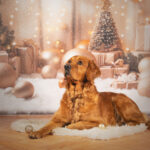 Luna liegt auf dem Boden und schaut nach links. Im Hintergrund sind ein Weihnachtsbaum mit Geschenken zu sehen.