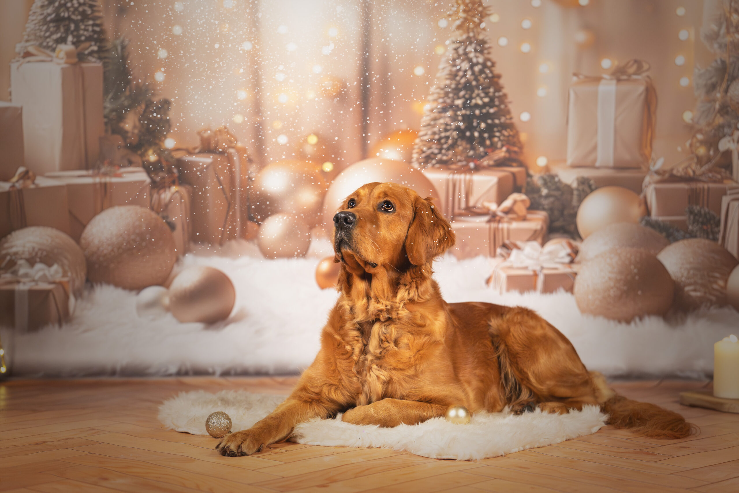 Luna liegt auf dem Boden und schaut nach links. Im Hintergrund sind ein Weihnachtsbaum mit Geschenken zu sehen.