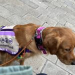 Luna sitzt neben mir. Sie trägt ihre Kenndecke und schaut neugierig nach vorne.