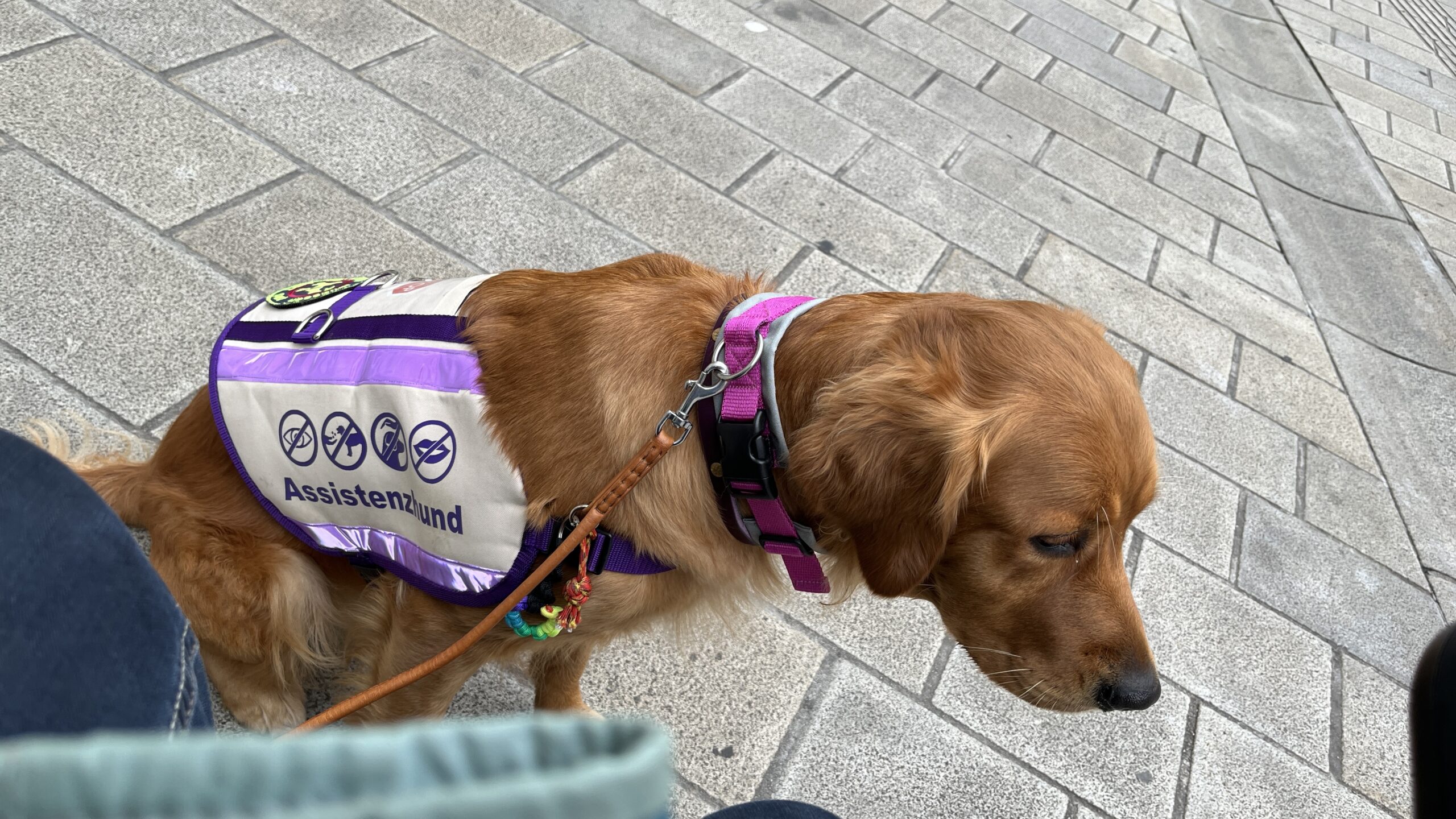 Luna sitzt neben mir. Sie trägt ihre Kenndecke und schaut neugierig nach vorne.