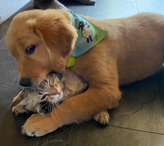 Luna hält Harry mit den Vorderpfoten und zwickt ihn in den Kopf