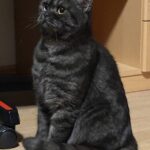 Lilly, unsere schwarz-grau getigerte Britisch Kurzhaar-Katze