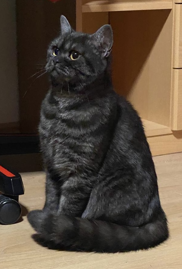 Lilly, unsere schwarz-grau getigerte Britisch Kurzhaar-Katze