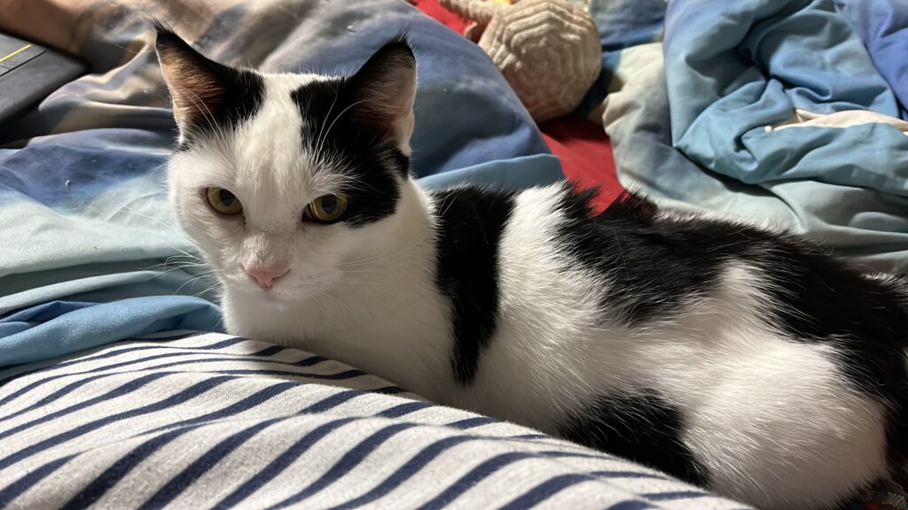 Unser Kater Murphy: weißes Fell mit schwarzen Flecken, weswegen er auch „unsere Kuh“ genannt wird.