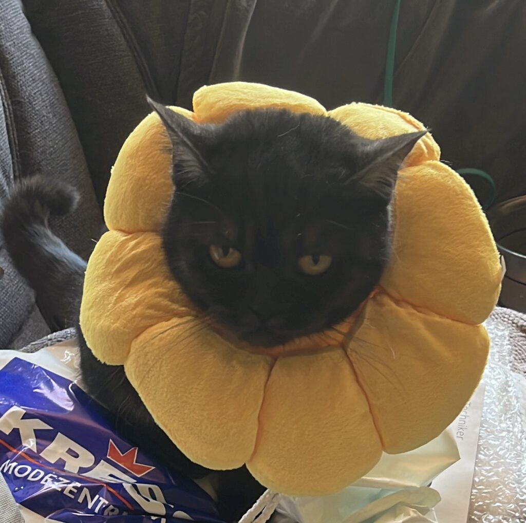 Lilly mit dem Kragen in Form einer Sonnenblume.