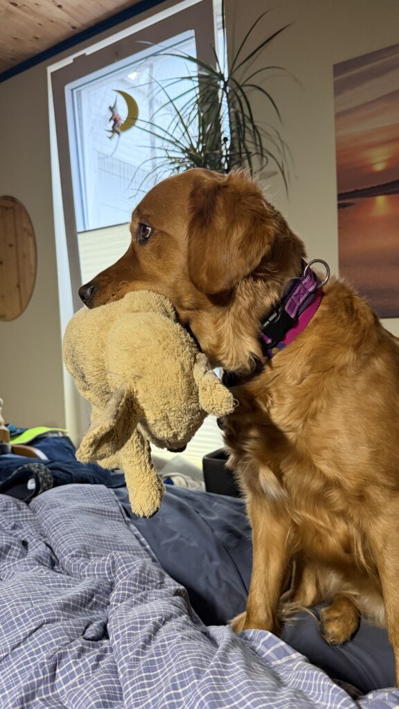 Luna sitzt im Bett und hat ihr Kuscheltier, einen großen IKEA Goldie, im Maul.