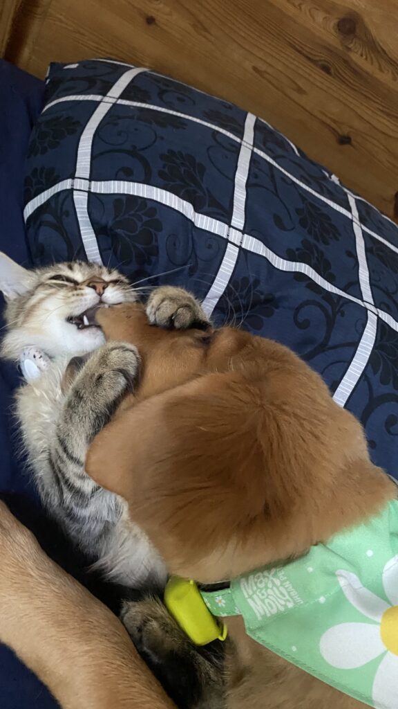 Harry und Luna im Spiel: Harry hat Lunas Schnute mit den Pfoten umgriffen und zwickt sie in die Leftzen