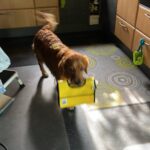 Luna trägt ihre gelbe Tasche im Maul