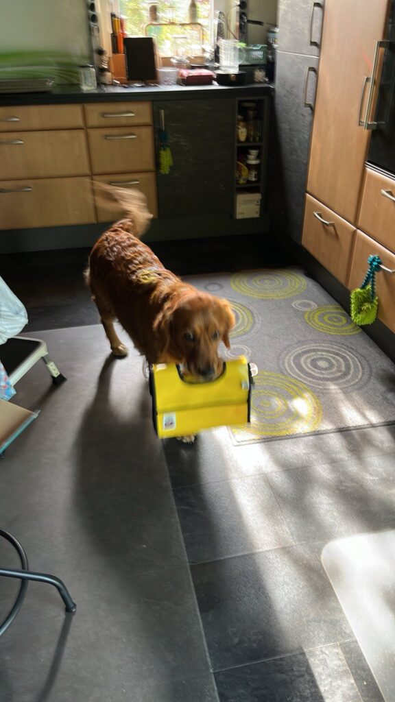 Wenn Goldie-Dickkopf auf Sensibilität trifft