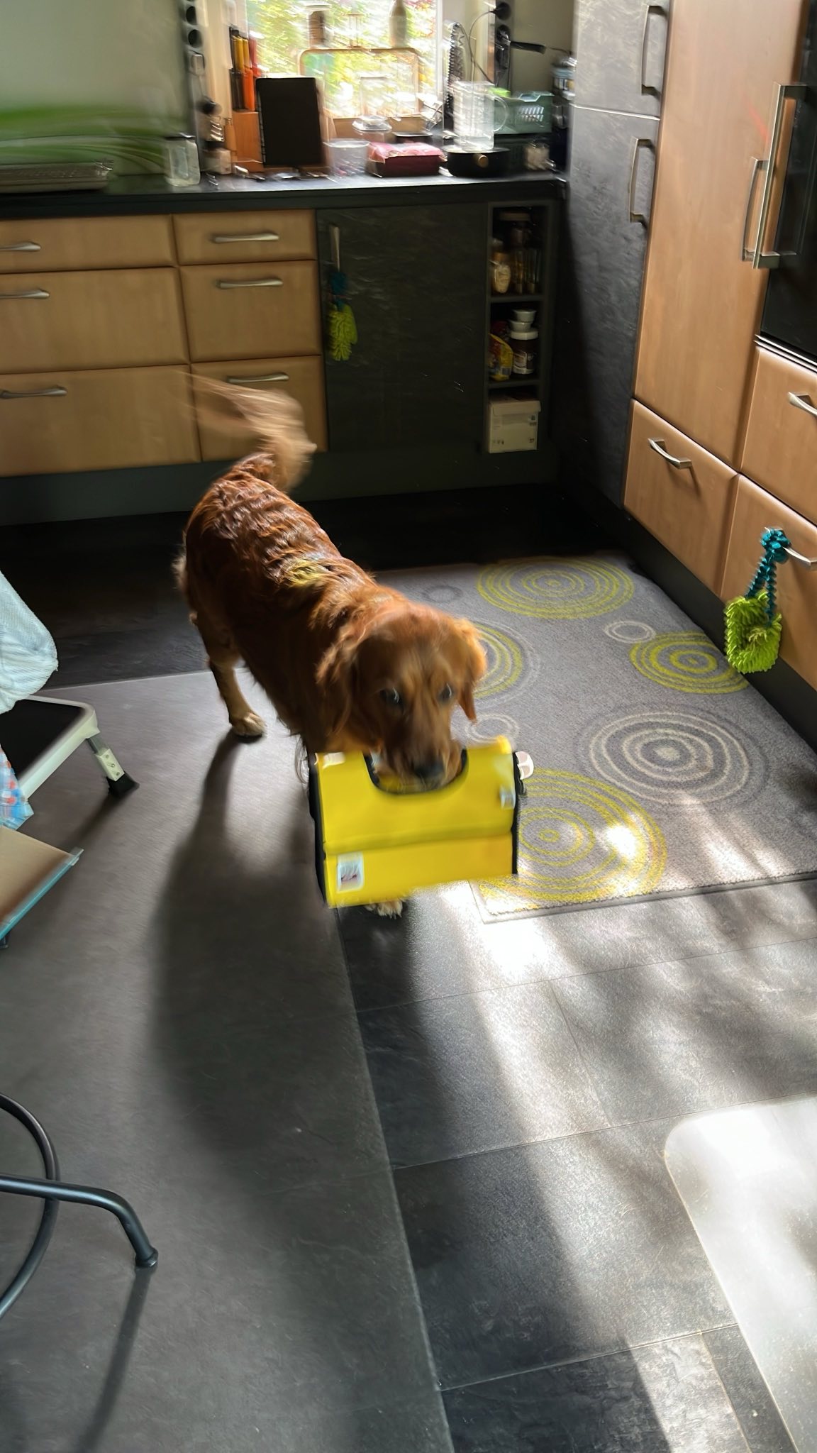 Luna trägt ihre gelbe Tasche im Maul