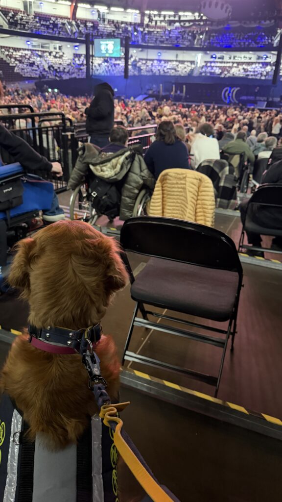 Luna sitzt links neben mir und beobachtet aufmerksam die Menschenmenge