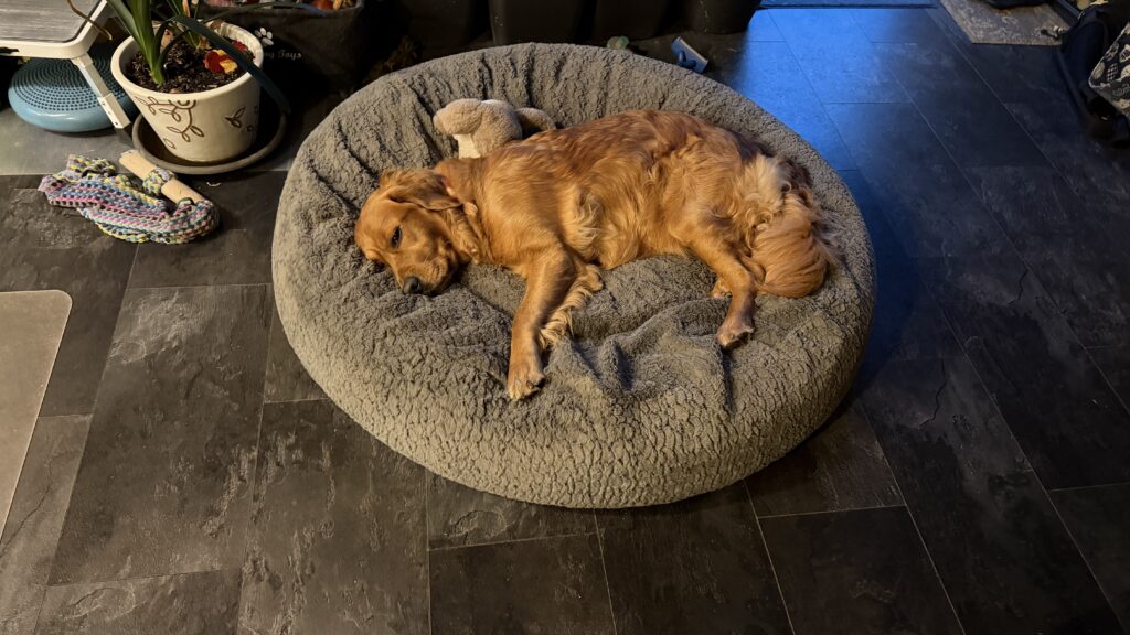 Luna liegt im Wohnzimmer / in der Küche auf ihrer Wolke und schläft