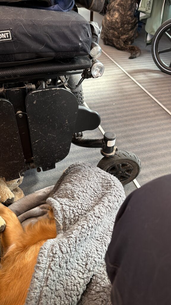 Luna liegt wieder auf ihrer Decke. Ihr Kopf ist mit einer Ecke der Decke zugedeckt. Im Hintergrund sieht man einen schwarz-braun gefleckten Hund im Sitz, sowie ein Großteil meines Rollstuhls.