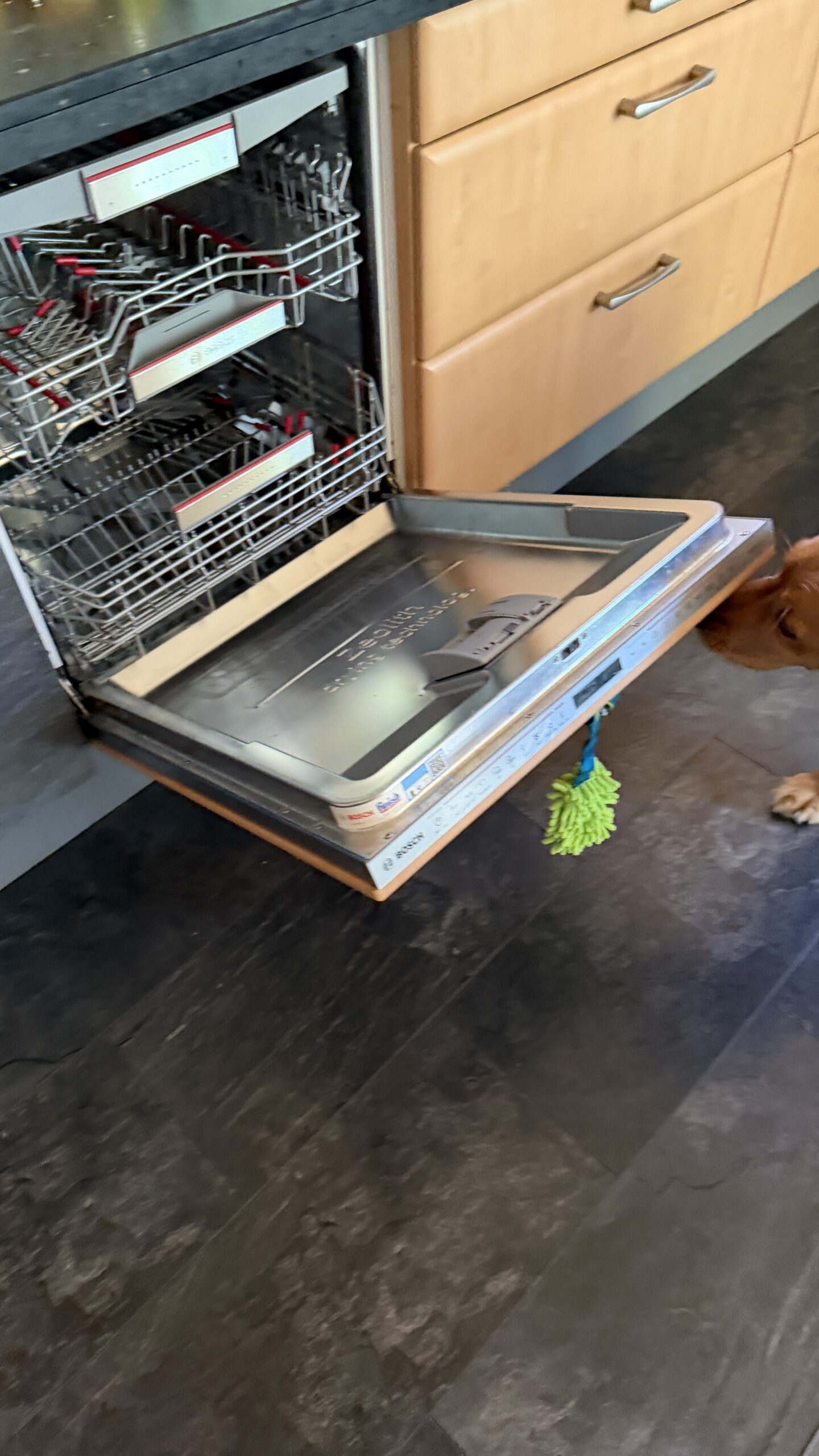 Luna schließt mit ihrer Schnute die ausgeräumte Spülmaschine