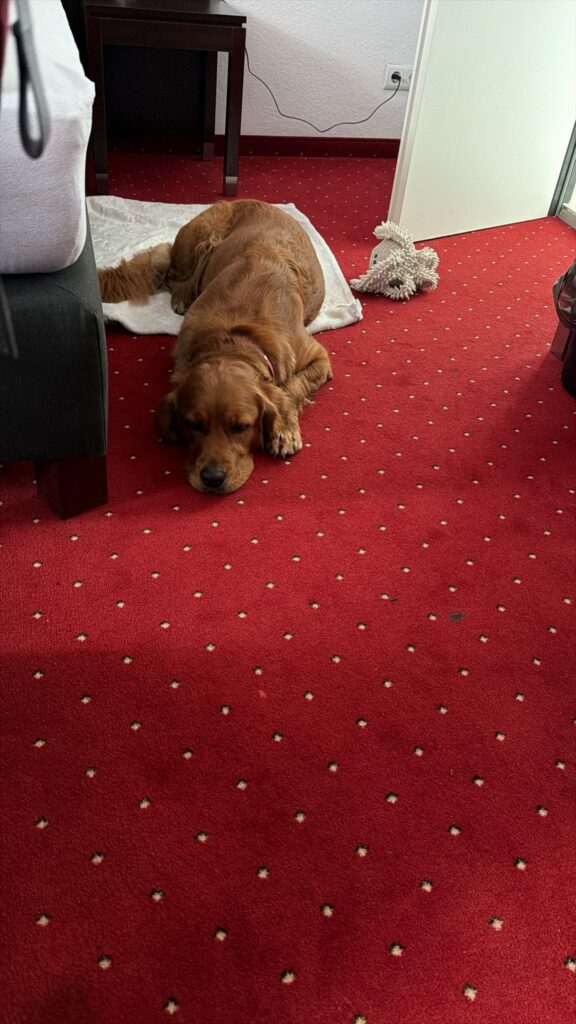 Luna liegt vollkommen müde neben dem Bett auf dem Boden. Ihr Hinterteil liegt auf einer weißen Decke. Neben ihr liegt ein Kuscheltier.