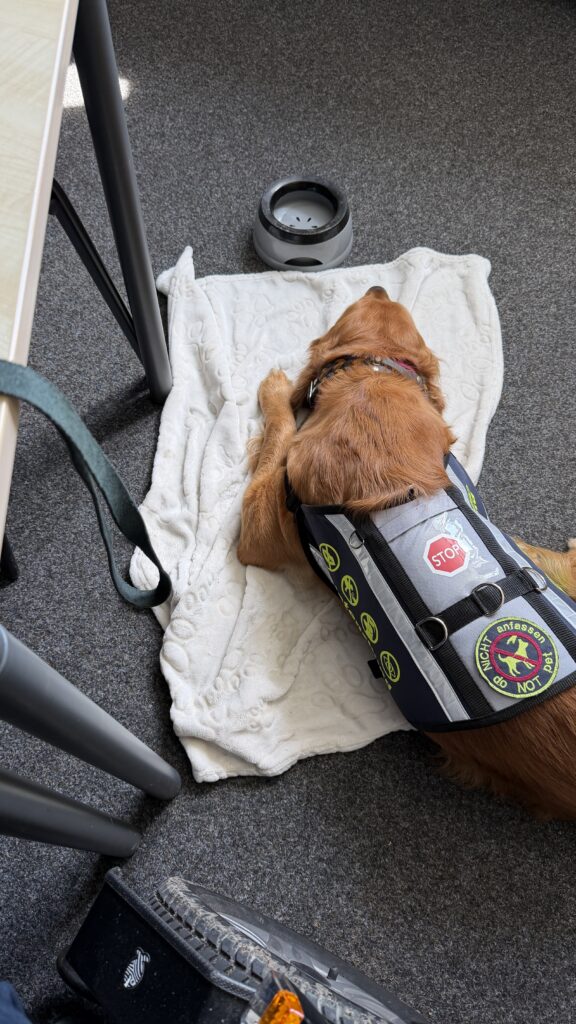 Während dem dienstlichen Meeting lag Luna brav auf ihrer Decke und hat geschlafen. Neben der Decke stand der Wassernapf für sie. 