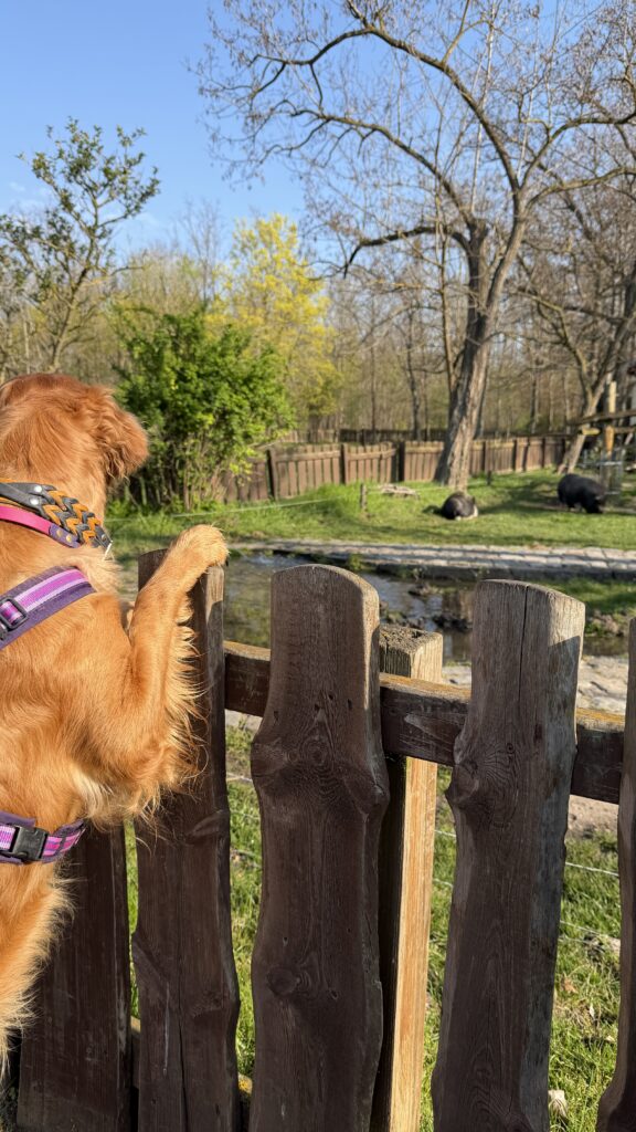 Luna steht auf den Hinterpfoten (Vorderpfoten sind auf der oberen Kante des Zauns) und schaut auf das Gehege der Hausschweine.