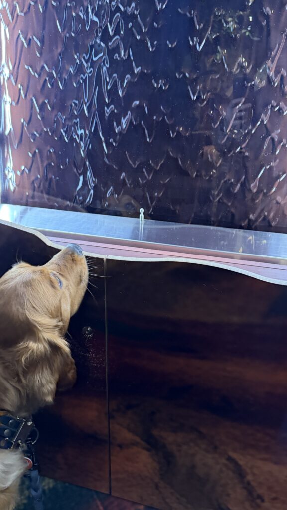 Luna schaut begeistert auf die herunterfließende Schokolade, die leider hinter einer Glaswand war.