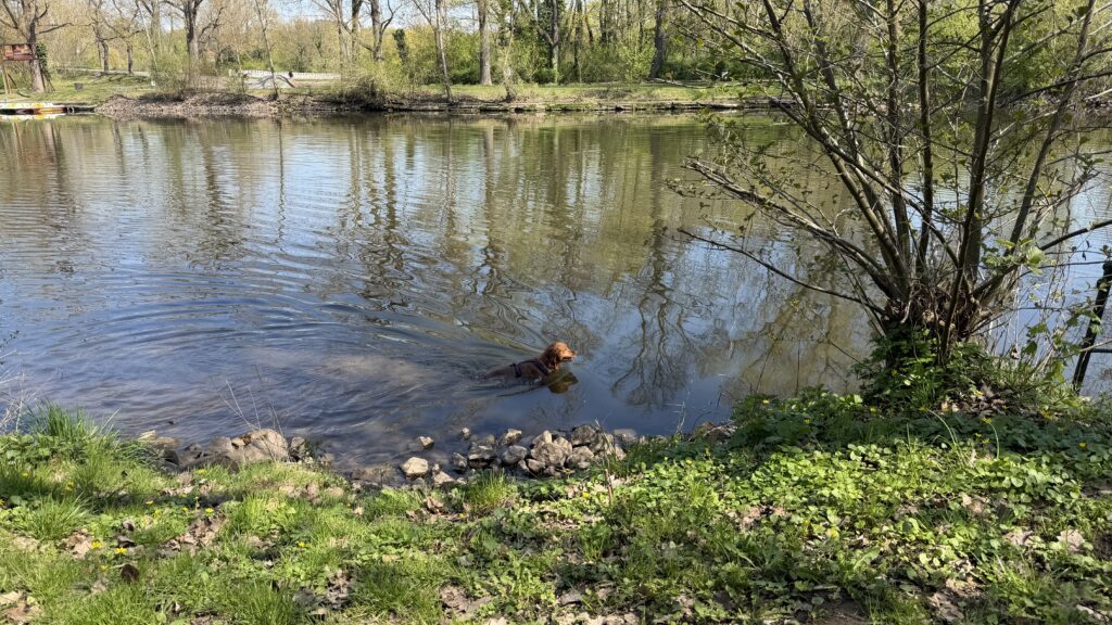 Luna schwimmt in der Saale.