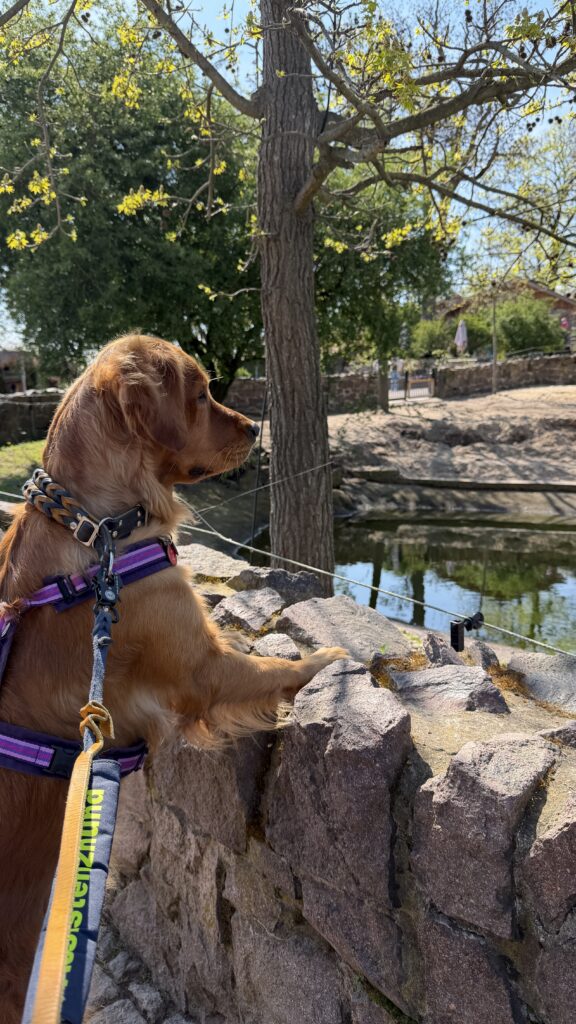 Luna schaut interessiert über eine Gehegemauer in das Gehege der Braunpelikane (diese sind selbst nicht zu sehen). 