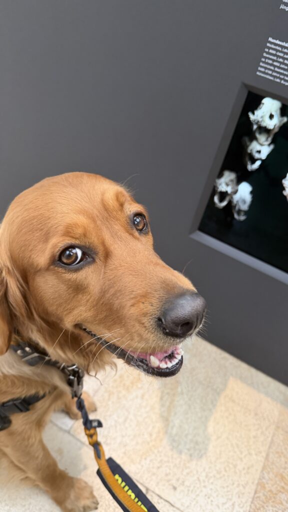 Luna schaut direkt in die Kamera. Im Hintergrund ist eine Vitrine mit Schädeln (Hundeschädel) zu sehen, die deutlich kleiner sind als Luna Kopf.