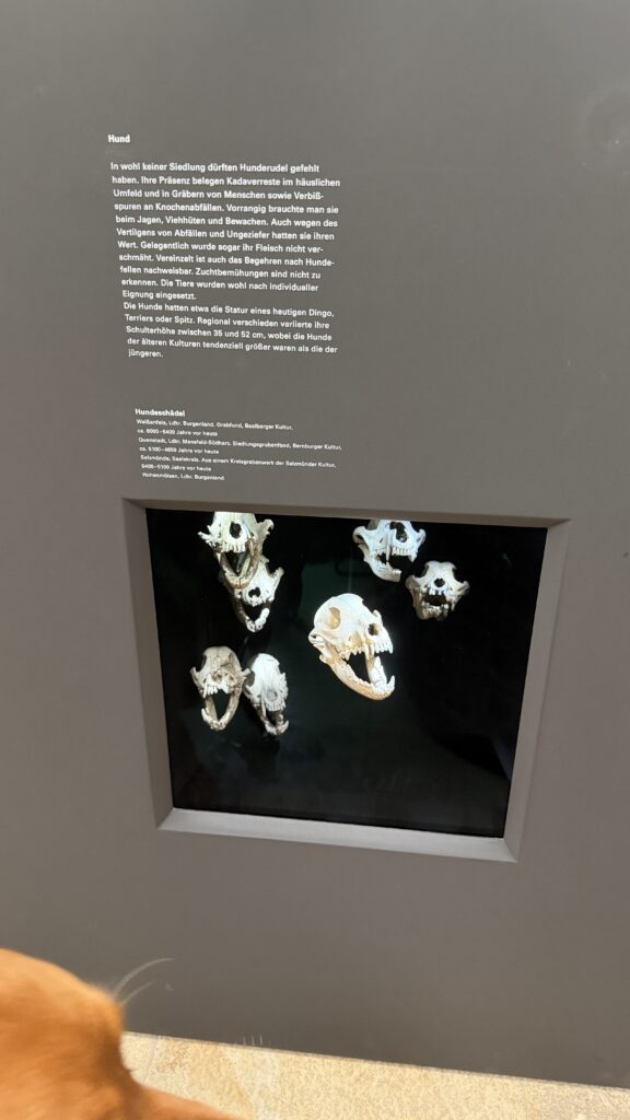 Foto der Vitrine mit den Hundeschädeln und dem erklärenden Text dazu.