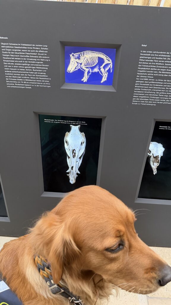 Im Vordergrund ist Lunas Kopf zu sehen. Im Hintergrund ist ein Schädel in einer Vitrine zu sehen, der ungefähr die Größe von Lunas Kopf hat. Der Schädel stammt von einem Hausschwein.